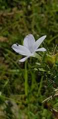 Barleria rigida