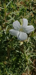 Barleria rigida