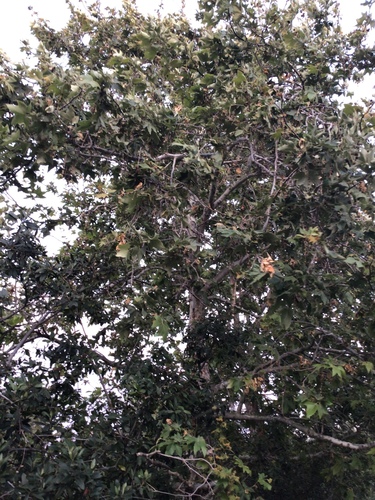 iNaturalist observation photo of western sycamore