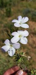 Barleria rigida