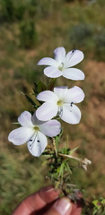 Barleria rigida