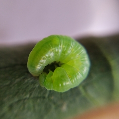 Episcada hymenaea hymenaea