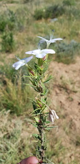 Barleria rigida