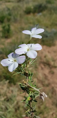 Barleria rigida