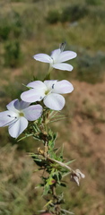 Barleria rigida