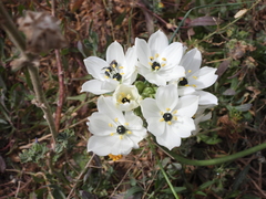Ornithogalum arabicum