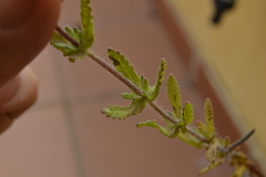 Teucrium haenseleri