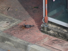 Columba livia domestica