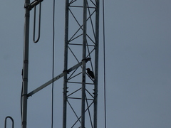 Psilopogon haemacephalus