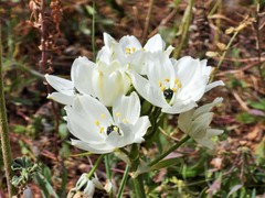 Ornithogalum arabicum