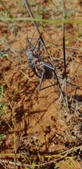 Acanthoplus