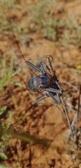 Acanthoplus