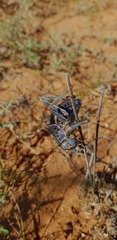 Acanthoplus