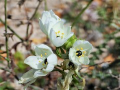 Ornithogalum arabicum
