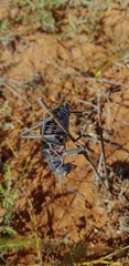 Acanthoplus