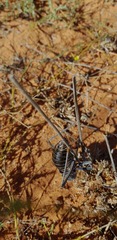 Acanthoplus