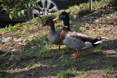 Anas platyrhynchos