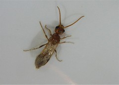 Sphaeropthalma blakeii