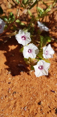 Ipomoea hackeliana