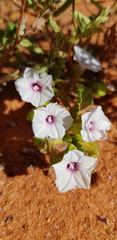 Ipomoea hackeliana