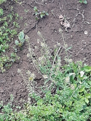 Capsella bursa-pastoris