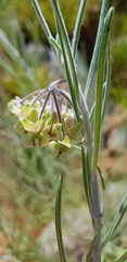 Gomphocarpus tomentosus tomentosus
