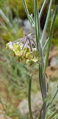 Gomphocarpus tomentosus tomentosus