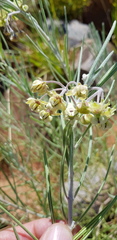 Gomphocarpus tomentosus tomentosus
