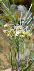 Gomphocarpus tomentosus tomentosus