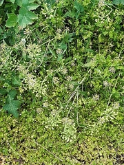 Capsella bursa-pastoris