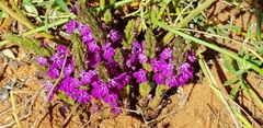 Striga gesnerioides