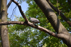 Columba palumbus