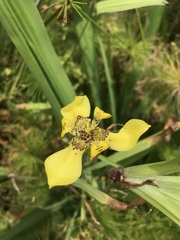Trimezia steyermarkii