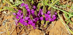Striga gesnerioides