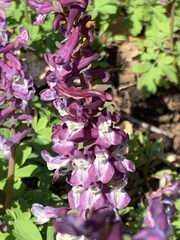 Corydalis cava