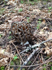 Morchella norvegiensis