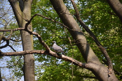 Columba palumbus