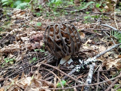 Morchella norvegiensis