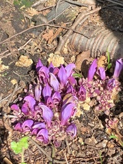 Lathraea clandestina