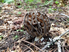 Morchella norvegiensis