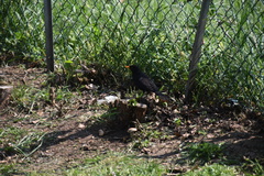Turdus merula