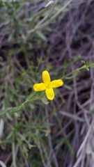 Menodora decemfida