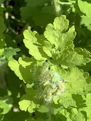 Chelidonium majus