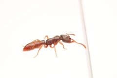 Stigmatomma pallipes