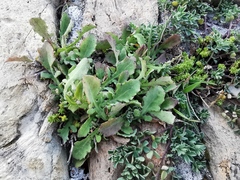 Reichardia picroides