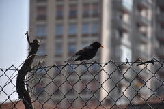 Turdus merula