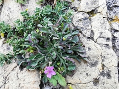Erodium malacoides