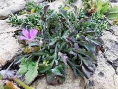 Erodium malacoides