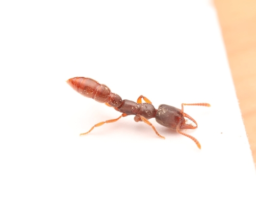 Eastern Dracula Ant photo 5