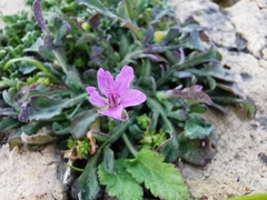 Erodium malacoides